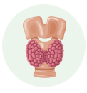 Thyroid Care